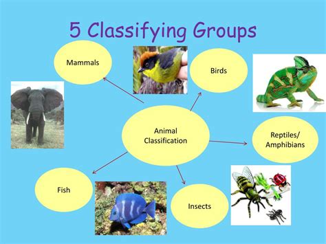 Ppt Classifying Animals Powerpoint Presentation Free Download Id