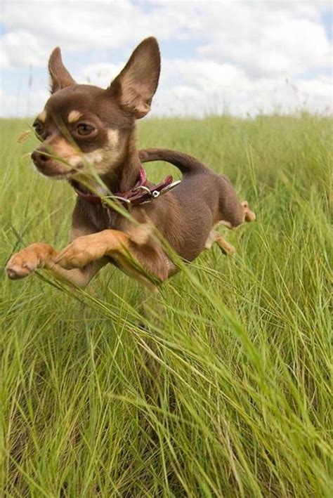 Top 10 Smallest Dog Breeds In The World Top Inspired