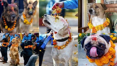Kukur Tihar 2021 Observed In Nepal Netizens Share Adorable Photos Of