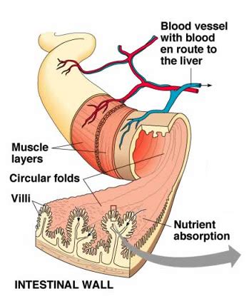 The heart is a large, muscular organ that pumps blood filled with oxygen and nutrients through the blood vessels to the body tissues. # 56 Absorption, small intestine and significance of villi ...