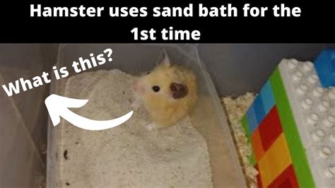 Hamster Uses Sand Bath For The St Time Shorts Youtube