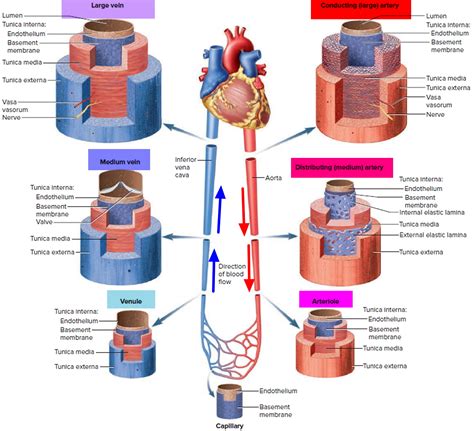 Blood Vessels Types Layers Of Blood Vessels Carry Blo
