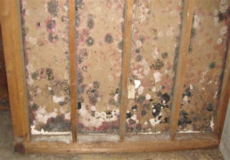 Anything left in your bathroom should be clean and dry, unless you want to discover mold patches on its surface. black mold in bathroom