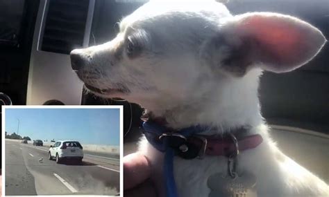 Heart Stopping Video Shows Runaway Chihuahua Rescue On Freeway Nbc 7