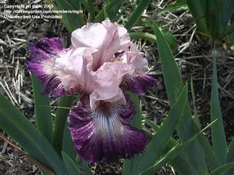 Plantfiles Pictures Tall Bearded Iris Cupid S Arrow Iris By Greenorchid