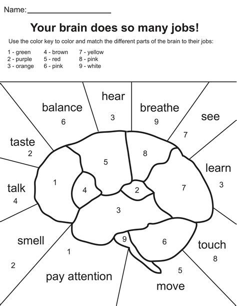 Brain Lobes Coloring Page