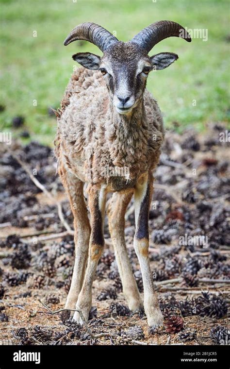 Mouflon Male Closeup Ovis Orientalis Stock Photo Alamy