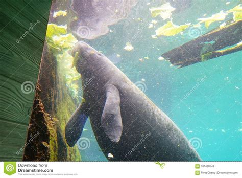 Manatee Is Swimming Stock Image Image Of Rock Herbivorous 101480549
