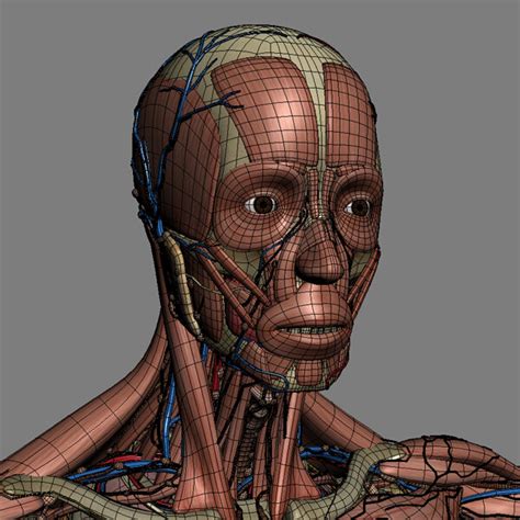 Artstation Human Male Anatomy Body Muscles Skeleton Internal