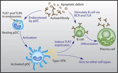The Toll Of Too Much Tlr7 Immunity