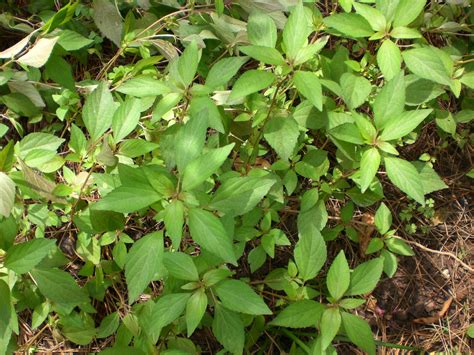 Virginia Copperleaf Identification And Control Walter Reeves The