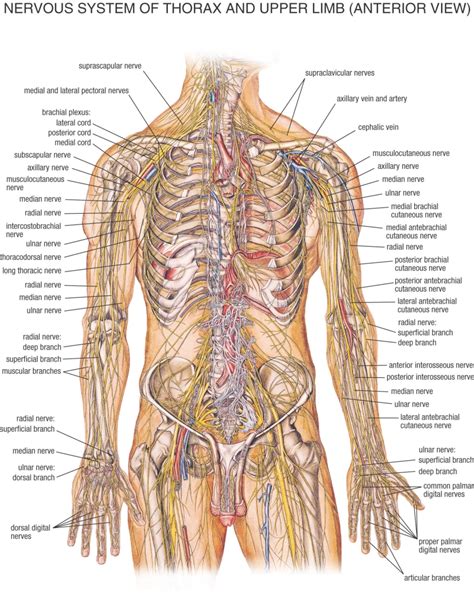 ANATOMY Human Body Nervous System Human Body Systems Human Anatomy