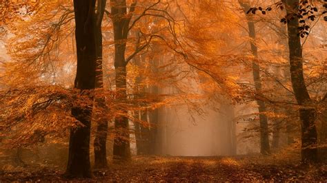 Wallpaper Sunlight Landscape Forest Fall Leaves