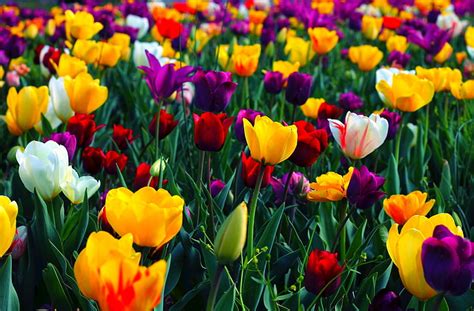 Colourful Flowers Hd Wallpapers 1080p