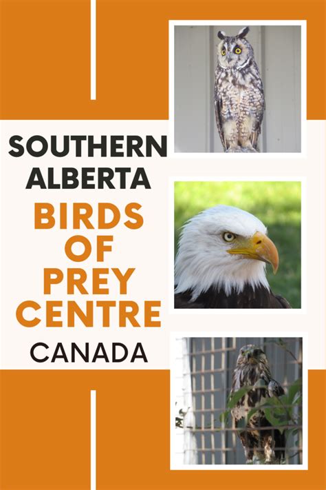 Southern Alberta Adventures Discovering The Birds Of Prey Centre