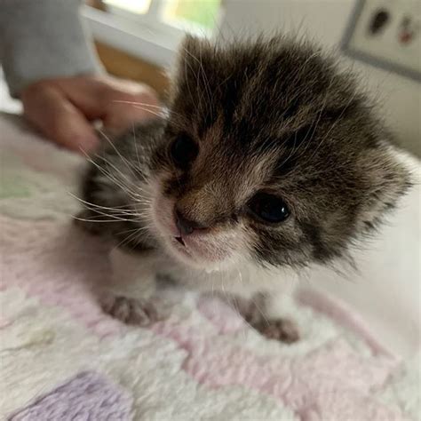 Schon Wenn Katzen Babys Bekommen