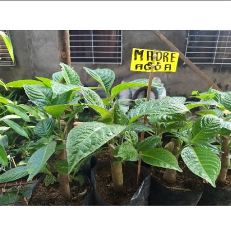 Madre De Agua Trichantera Gigantea Seedlings Live Plant Furniture