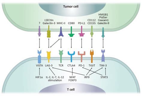 Biomolecules Free Full Text Phytochemicals In Cancer Immune
