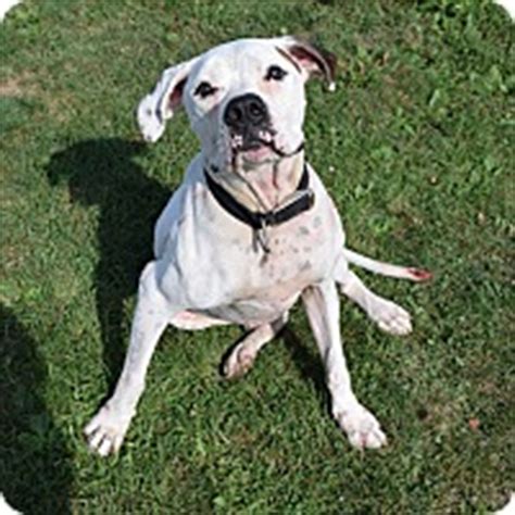 Lone star bulldog club rescue only approves families that are absolutely committed, caring and qualified. Lisbon, OH - American Bulldog. Meet Chance a Dog for Adoption.
