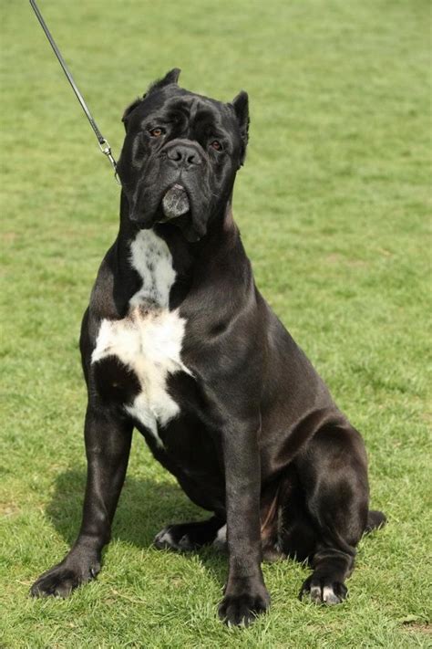Italian cane corso mastiff puppy ( 意大利卡斯罗 獒犬 ) ( imported lineage ) father import from serbia mother import from turkey big bone n nice structure valuable companion,hunting and guard dog 1 male 3 female black color. Pedigree Cane Corso puppies for sale | Sheffield, South ...