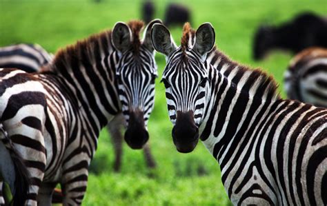 En art af almindelig zebra, quaggaen, en nært slægtning til burchells zebra, blev slukket i det. Interesting & Fun Facts About Zebra