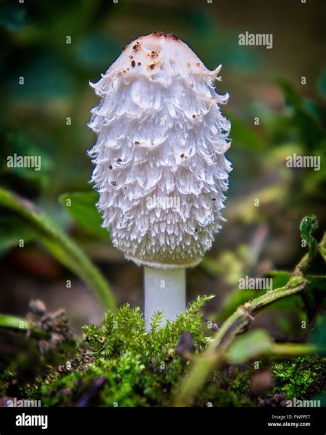 Coprinus Is A Small Genus Of Mushroom Forming Fungi Consisting Of