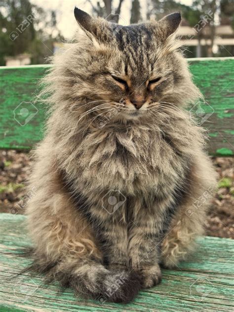 Very Fluffy Cat Sits On A Bench Stock Photo Picture And Royalty Free