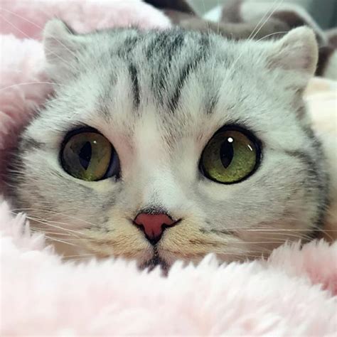 Meet Hana A Japanese Kitty With Incredibly Big Eyes Who Is Taking