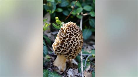 Michigan Morel Map Where To Find Mushrooms In The Mitten