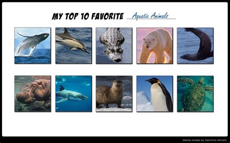 10 Favorite Aquatic Animals By Wildandnaturefan On Deviantart