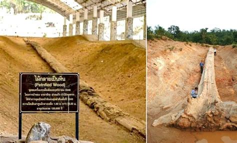 Petrified Tree In Tak Certified As Guinness World Record Largest Thaiger