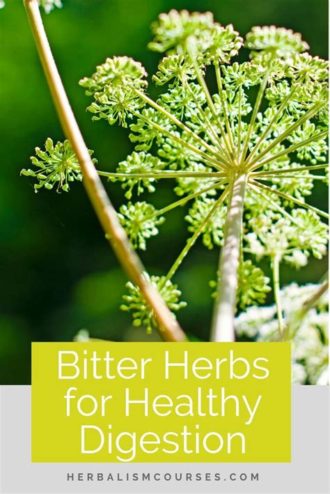 benefits of bitter herbs for good digestion home herb school herbs herbs for health herbalism