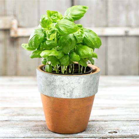 The Fastest Growing Indoor Herb Plants To Start Today Taste Of Home