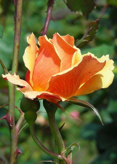 About Face Grandiflora Rosebud Rose Buds Rose Face