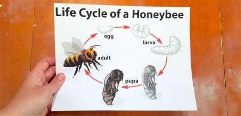 Lifecycle Of A Bee A Pollinator Bee Printable Watercolor Life Cycle