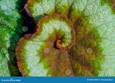 Spiral Pattern On A Green Begonia Leaf Plant Macro Rex Begonias