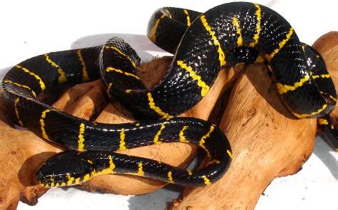 Maybe you would like to learn more about one of these? Malaysian Black & Yellow Mangrove Snakes