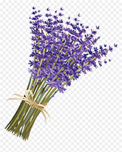 Lavender Flower Png Transparent Png Vhv