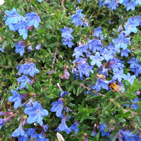 Lithodora Diffusa Heavenly Blue Syn Lithospermum Diffusum Heavenly