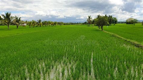 Green Rice Field Farm In Bohol Philippines Stock Image Image Of