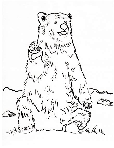 Realistic Bear Coloring Pages At Free