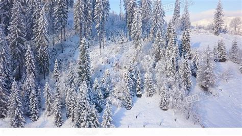 Flight Over Snowy Mountain Coniferous Forest Clear Sunny Frosty