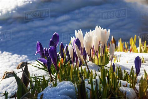 White And Purple Crocus Flowers Blooming Through Snow In Spring