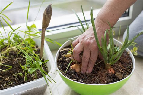 1 x trustworthy source royal horticultural society leading gardening charity in the u.k. How To Grow Your Herbs Indoors During Winter | Mother's Home