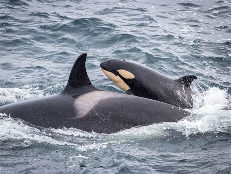 Pictures Stunning Images As Two Orca Pods Make Their Way Up East Coast