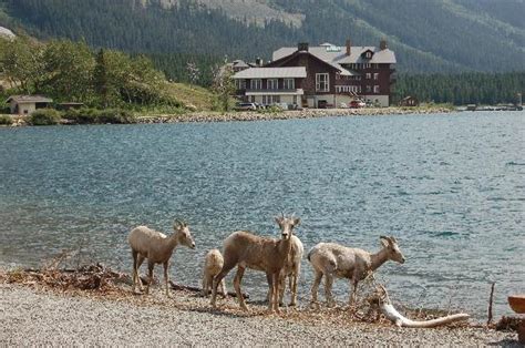 Waterton glacier international peace park is minutes away. Swiftcurrent Motor Inn and Cabins (Glacier National Park ...