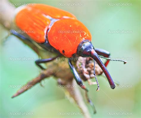 Orange Beetle — Stock Photo © Deerphoto 38012077