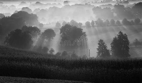 Sunrise Over Corn Fields In Northern Germany Stock Image Image Of
