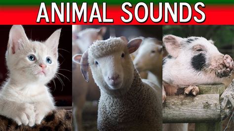 Animal Sounds For Children 20 Amazing Animals Youtube