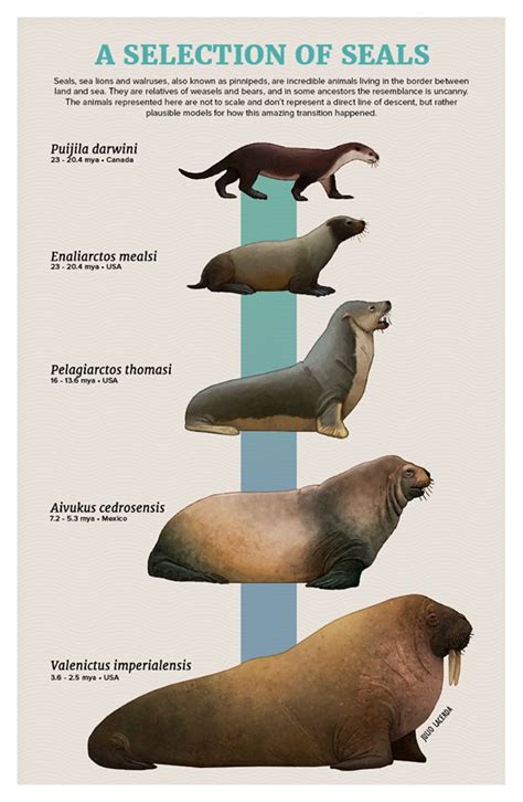 Seal Evolution | Animales extintos, Animales prehistóricos